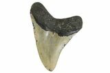 Fossil Megalodon Tooth - North Carolina #161430-1